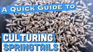 Culturing Springtails A Quick Guide [upl. by Snah]