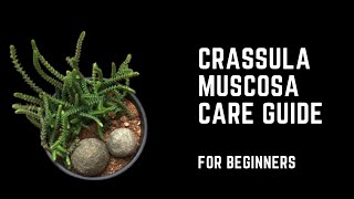 CRASSULA MUSCOSA  WATCH CHAIN  CARE TIPS [upl. by Wiltz369]