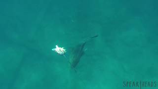 Goliath Grouper eats Hogfish  Spearheads Spearfishing [upl. by Hairabez]