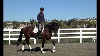 DEVELOPING THE SECOND TROT with Fin and Joseph [upl. by Yahsed]