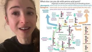 How we classify amino acids as glucogenic vs ketogenic  intuitive thinking [upl. by Eineg]