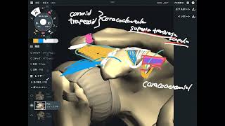 Ligament anatomy around shoulder girdle [upl. by Erdda]