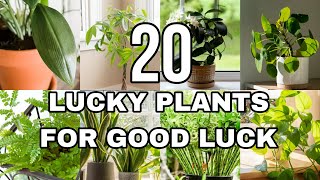 BEST LUCKY RARE PLANTS FOR 2025  FENG SHUI PLANTS FOR 2025  LUCKY PLANTS FOR HOME amp WORK [upl. by Stock251]