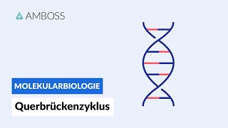 Querbrückenzyklus  Biochemie  Physiologie  AMBOSS Video [upl. by Berton893]