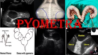 Understanding Pyometra in Pets Types Risks Causes treatment amp Prevention [upl. by Aikahs]