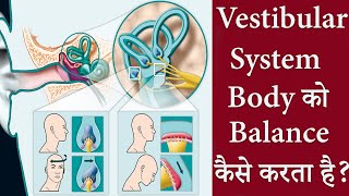 The vestibular system and Body Balance हिन्दी में I The vestibular system explained in hindi I [upl. by Innos599]