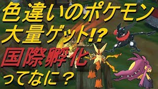 【ポケットモンスター】これを見ればあなたも色違いマスターになれるかも⁉～国際孵化編～【ウルトラ サン ムーン】 [upl. by Giesecke]