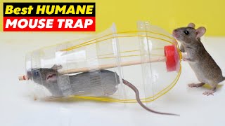 Best Humane Mouse amp Rat Trap A Safe and Effective Solution for Rodent Control [upl. by Eniotna]