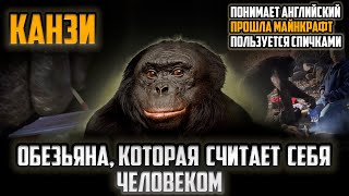 Канзи Обезьяна гений которая заговорила [upl. by Auoh]