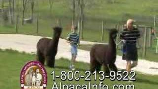 Alpaca TV Commercial  AOBA [upl. by Sanford]