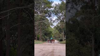 Horse🤩🐴 shorts viral funny horse [upl. by Eiser]