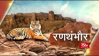 Ground Report  Ranthambhore  रणथंभौर [upl. by Elwaine]