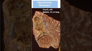 Ca 14 Millionen Jahre alte Lebewelt im Sinter erhalten [upl. by Rosalinda5]