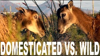 DOMESTICATED sheep vs WILD mouflon  Fight for Dominance [upl. by Eive]