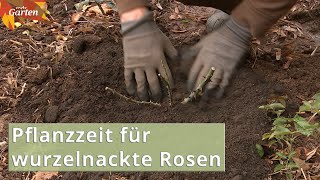 Tipps Wurzelnackte Rosen im Winterhalbjahr pflanzen  MDR Garten [upl. by Ayotac]