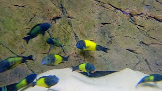 The BEST African Cichlid Breeder Tour [upl. by Davena]