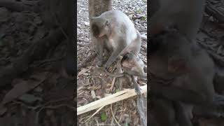 Feeding wild monkey in Amber troop animalfarmofficial mohanokormonkey wildanimal [upl. by Rehpotsirk]