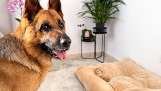 What Does My German Shepherd do when a Tiny Kitten Occupying his Bed [upl. by Nnoved406]