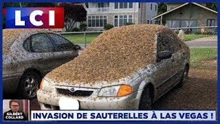 EtatsUnis  invasion de sauterelles à Las Vegas [upl. by Sert]