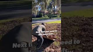 How to rake leaves quickly with no rake shorts hacks diy leaves outdoorlife [upl. by Allicerp]