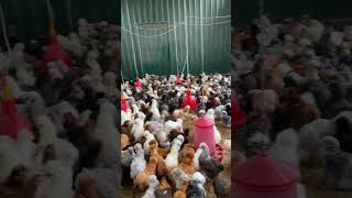 Gallinas araucanas y silkies en Finca Casarejo 🥰 gallinas chicken araucana [upl. by Miquela]