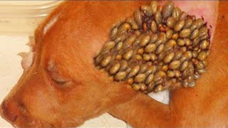 The most horrible parasites affecting animals and people [upl. by Cass848]