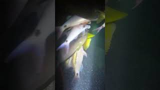 sagana na spot fishing spearfishingphilippines [upl. by Enelaj]