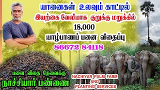 யானைகள் உலவும் காட்டில் இயற்கை வேலியாக குறுக்கு மறுக்கில் 1800 யாழ்ப்பாணப் பனை விதைப்பு [upl. by Eiltan974]