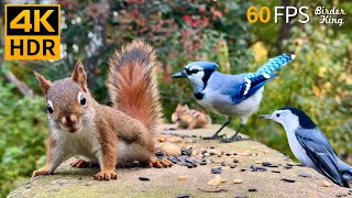 Cat TV for Cats to Watch 😺 Unlimited Birds Chipmunks Squirrels 🐿 8 Hours 4K HDR 60FPS [upl. by Lillis]