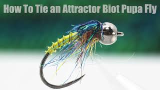 Tying an Attractor Biot Pupa easy and efficient [upl. by Macswan914]