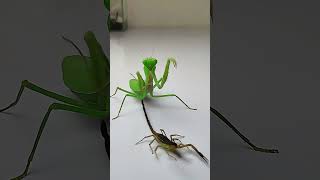 Praying Mantis vs Scorpion insects mantis scorpion animals [upl. by Kendry]