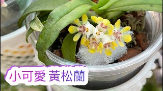 小可愛 黃松蘭Gastrochilus japonicus 養植分享 [upl. by Tronna]