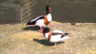 Common Shelduck 3 [upl. by Othe]