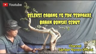 Seleksi cabang yg tidak terpakaiBahan bonsai serut [upl. by Anaillil495]