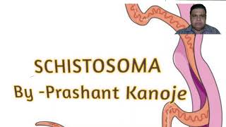 Schistosoma Life Cycle Of Schistosoma । Schistosomiasis ।।By  Prashant Kanoje [upl. by Powell]