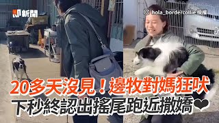 20多天沒見！邊境牧羊犬對媽狂吠 認出後狂搖尾巴跑近撒嬌❤｜寵物動物｜狗｜邊牧｜精選影片 [upl. by Aerdnod]