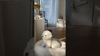 🐶🍥Safe curtains that even puppies would love easylifecurtains curtains home homedecor [upl. by Anaerda]