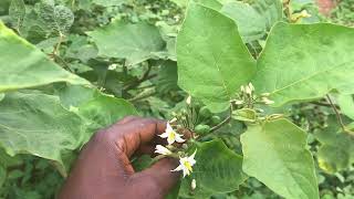 Benefits of African turkey berry  Solanum torvum [upl. by Ielhsa991]