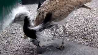 Houbara Male collection captive breeding [upl. by Etienne]