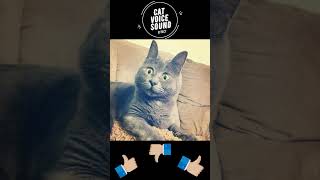 Cat sound  voice  effect Shorts cats catsounds catvoice catmeow cat [upl. by Lanevuj]