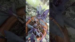 Purple heart plants greenheart houseplants purplegarden indoorplants plantlover flowers [upl. by Macmahon]