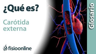 CARÓTIDA EXTERNA  Qué es ubicación recorrido ramificaciones y lesiones [upl. by Neumark217]