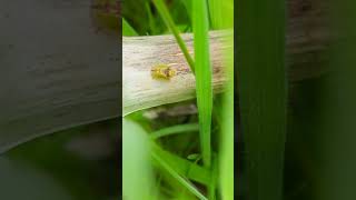 Tortoise beetle Cassida vibex pootling along an old Teasel stem without a care [upl. by Isabea]