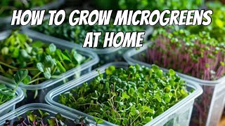 How to Grow Microgreens at Home Harvest in 7 Days [upl. by Aronoff716]