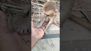 🐒🐒🐒🐒🙈🙈🙈🐵monkey lovesong trending subscribe [upl. by Imeka]