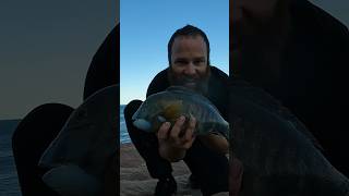 How to catch a baldchin grouper fishing fish adventure adventurewa youtubeshorts baldchin [upl. by Llednil]