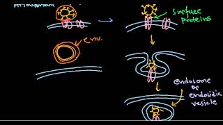 6 Viral pathogenesis step by step process [upl. by Nanaj994]