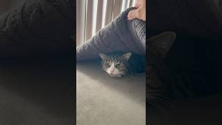 How many hiding spots can my cat find catvideos shorts [upl. by Olbap]