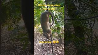 Ringtail possum😻native Australian nocturnal🌛marsupial🦘pouched mammal wildlife backyard common [upl. by Keenan]