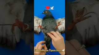 Racing Pigeon video no 4025 kabutar kabootar racingpigeon shots youtubeshorts [upl. by Aaronson]